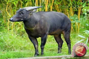 Pemkab Kolaka akan membuat penangkaran Anoa 
