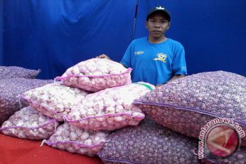 Sulteng kembangkan bawang putih