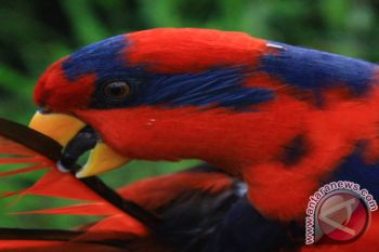 Pemkab Talaud Peduli Burung Sampiri (Nuri Talaud) 