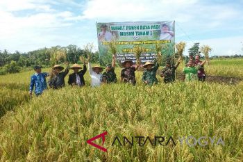 Kementan meminta bulog segera menyerap gabah petani