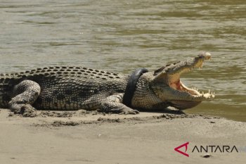 Dua ahli dari Australia bantu evakuasi buaya berkalung ban