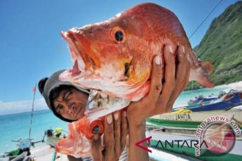 Singapore imports 1.3 tons of Angoli fish from NTT