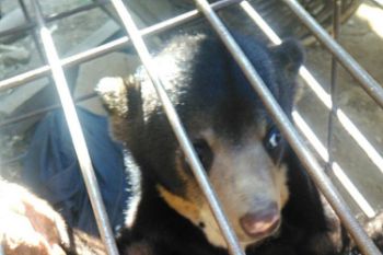 Warga Solok Selatan serahkan hewan dilindungi ke BKSDA Sumbar
