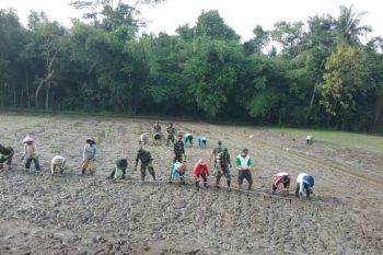 Kodim 0731 melakukan gerakan tanam padi di Lendah