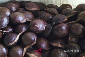 Malaysia, Singapore to participate in Indonesian Jengkol Festival