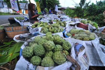 Buah Srikaya Madura