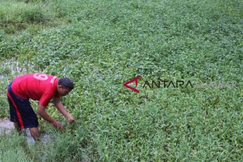 Lobang bekas tambang dikelola untuk tingkatkan ekonomi masyarakat, bikin Sekda kaget