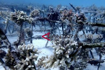 Gubernur Sulteng usulkan TN Togean jadi cagar biosfer dunia