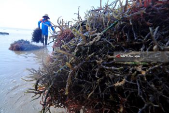 Panen Dini Rumput Laut