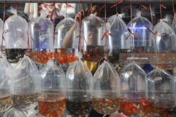 Ikan Hias