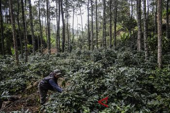 Program Pengelolaan Perhutanan Sosial