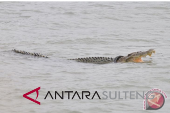 Buaya masih terjerat ban motor