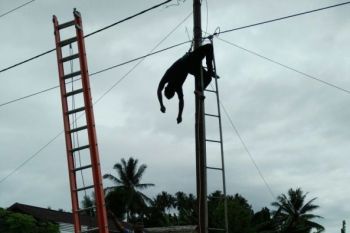 Karyawan PT. KBT tewas tersengat listrik di Dondo Tolitoli