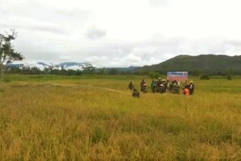 Danrem 172/PWY pimpin panen padi di Jayawijaya