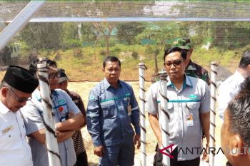 Antam-Wallacea gelar pelatihan agroforesti