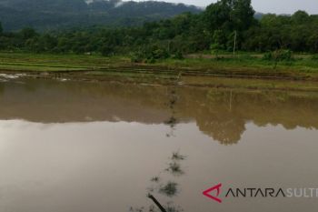 Puluhan hektare sawah di Konawe terendam banjir