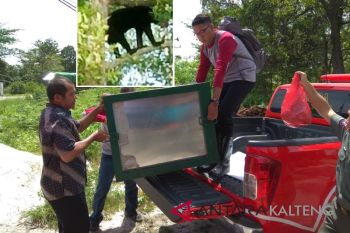 Muncul Beruang di Pemukiman, Warga Resah