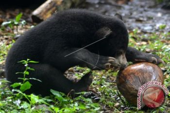 Warga serahkan sepasang beruang madu ke BBKSDA