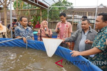 Petambak lele di kudus kurangi produksi antisipasi penyakit