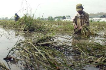 Dinsos salurkan makanan bagi warga terdampak banjir