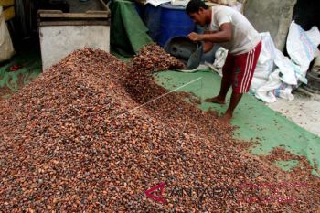 Sejumlah pakar beberkan kendala kakao di Sulsel