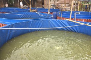 BP3 Tegal sosialisasikan pengembangan budidaya lele bioflok