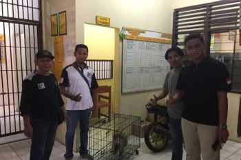 Polres Agam tangkap tersangka pedagang hewan dilindungi