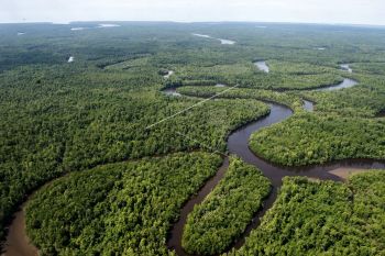 Pemprov Papua diminta terbitkan moratorium izin pemanfaatn hutan