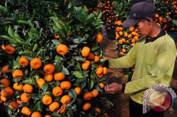 Delapan tanaman ini dipercaya membawa keberuntungan untuk Imlek