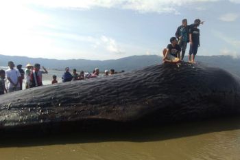 Saat ikan paus terdampar