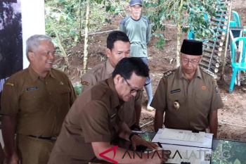399,7 ha lahan Perhutani dipakai untuk pengembangan kopi (VIDEO)