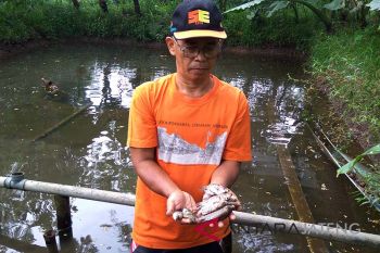 Petani gurami diimbau waspadai dampak kemarau