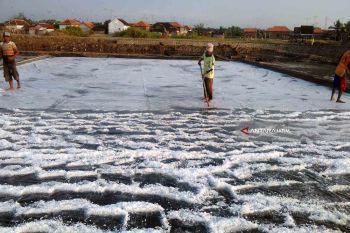 Panen Raya, Harga Garam di Probolinggo Turun