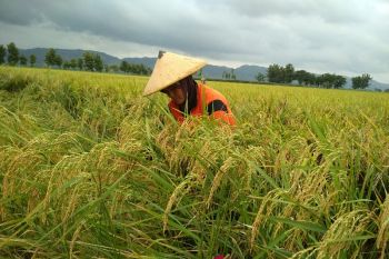 Tahan hama, petani Pati beralih tanam benih padi inpari