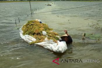Tanaman padi seluas 139 hektare di Kudus puso