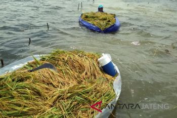 Banjir bikin petani padi panen dini (VIDEO)
