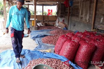 Produksi bawang merah di Sumbar 96.045 ton pada 2017