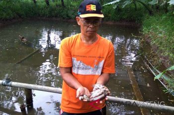 Pakar: Cegah penyebaran penyakit pada ikan