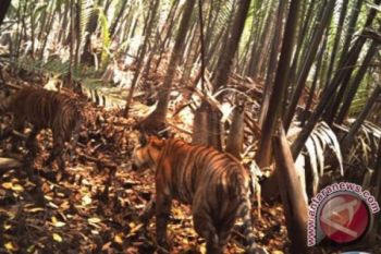 Sepasang harimau sumatera ditemukan di Toba Samosir