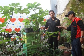 Warga Semarang budi dayakan buah tin