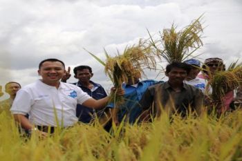 Varietas 400 Padi Unggulan Kabupaten Pringsewu
