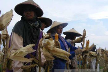 Presiden Joko Widodo akan Hadiri Panen Raya Jagung di Tuban
