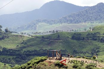 Agrowisata Kebun Teh