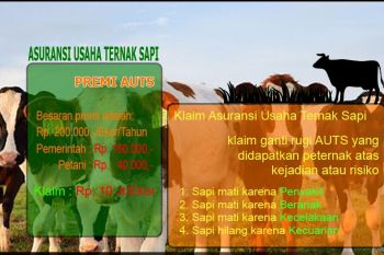 Usaha ternak sapi di Palangka Raya belum diikutkan asuransi