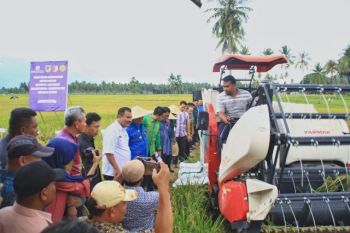 Budidaya padi metode hazton hasilkan 9,48 ton/ha