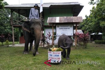 Gajah "Linda" rayakan ulang tahun di TNWK