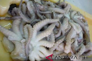 Tiongkok minati produk gurita beku dari NTT