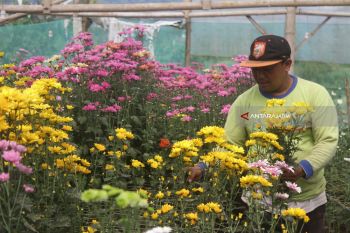 Maksimalkan Bisnis Florikultura