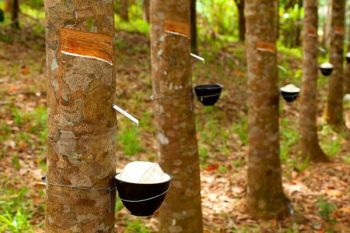 Kebun karet rakyat di Musi Banyuasin mulai diremajakan