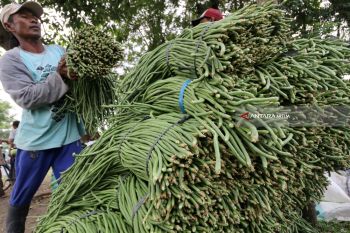 Harga Kacang Panjang Anjlok